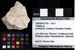 Foto (Objket + Etiketten) von ? Magila sp. 